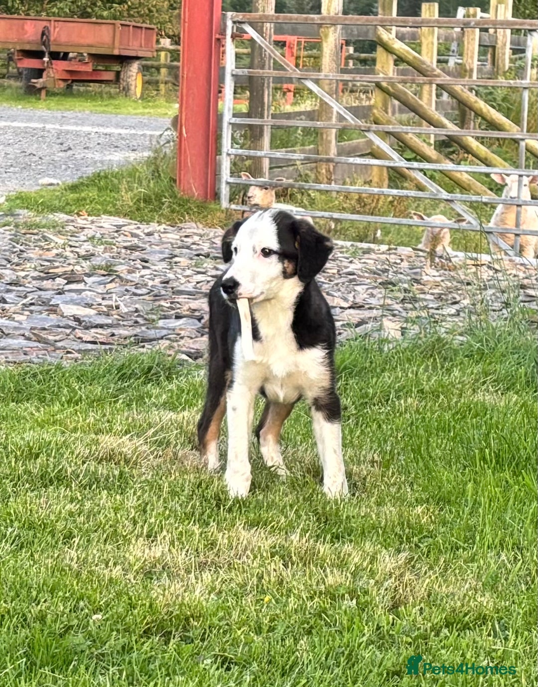 Border Collie dogs for sale: Border Collie Male - Image 9