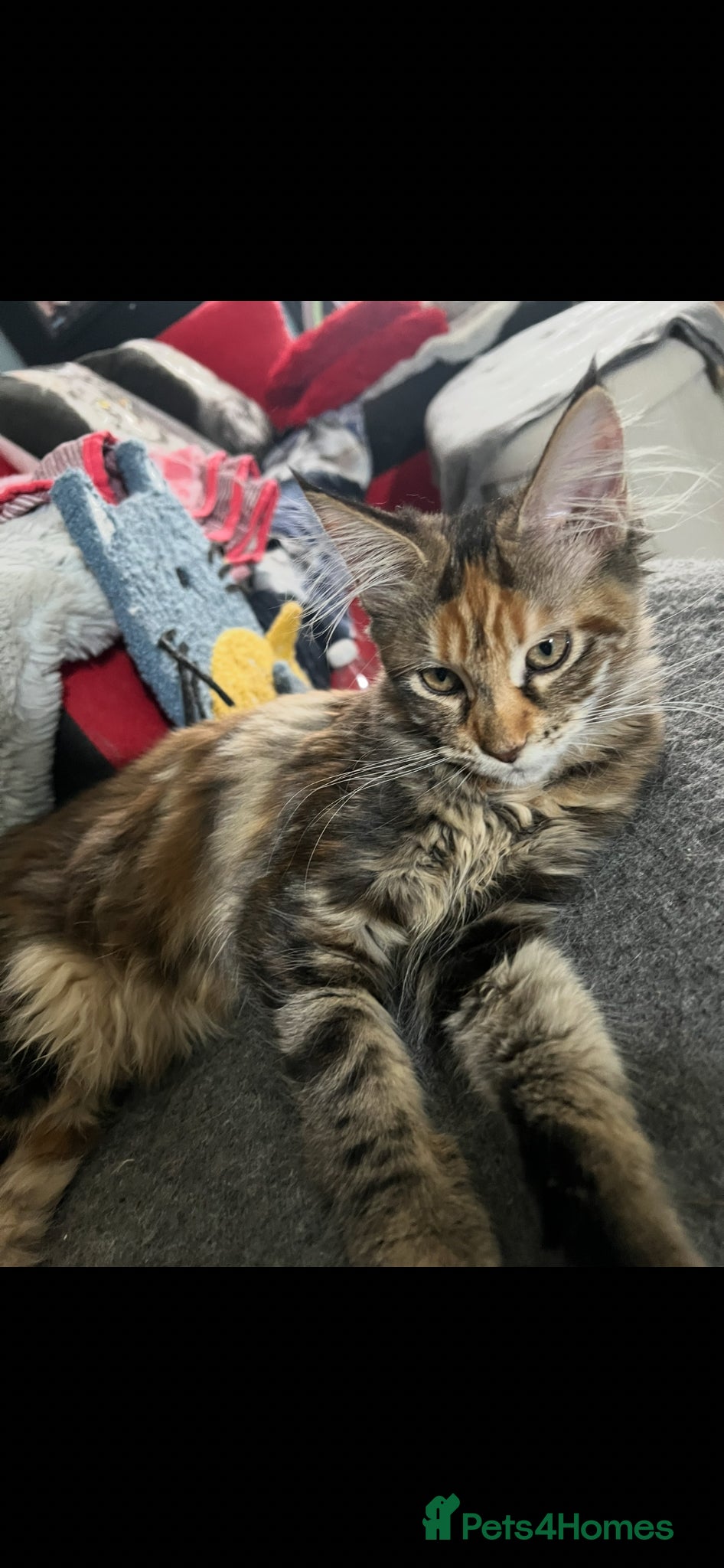Maine Coon cats for sale: Last two girls.Reduced price.MC kittens  - Advert 9