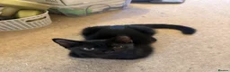 British Shorthair cats for sale: Two black kittens, one with some white    - Advert 10