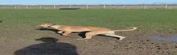 Mixed Breed dogs for sale: 14 month old lurcher - Advert 3