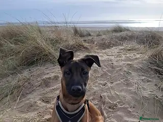 Mixed Breed dogs Belgian Mallinois X Greyhound - Advert 1