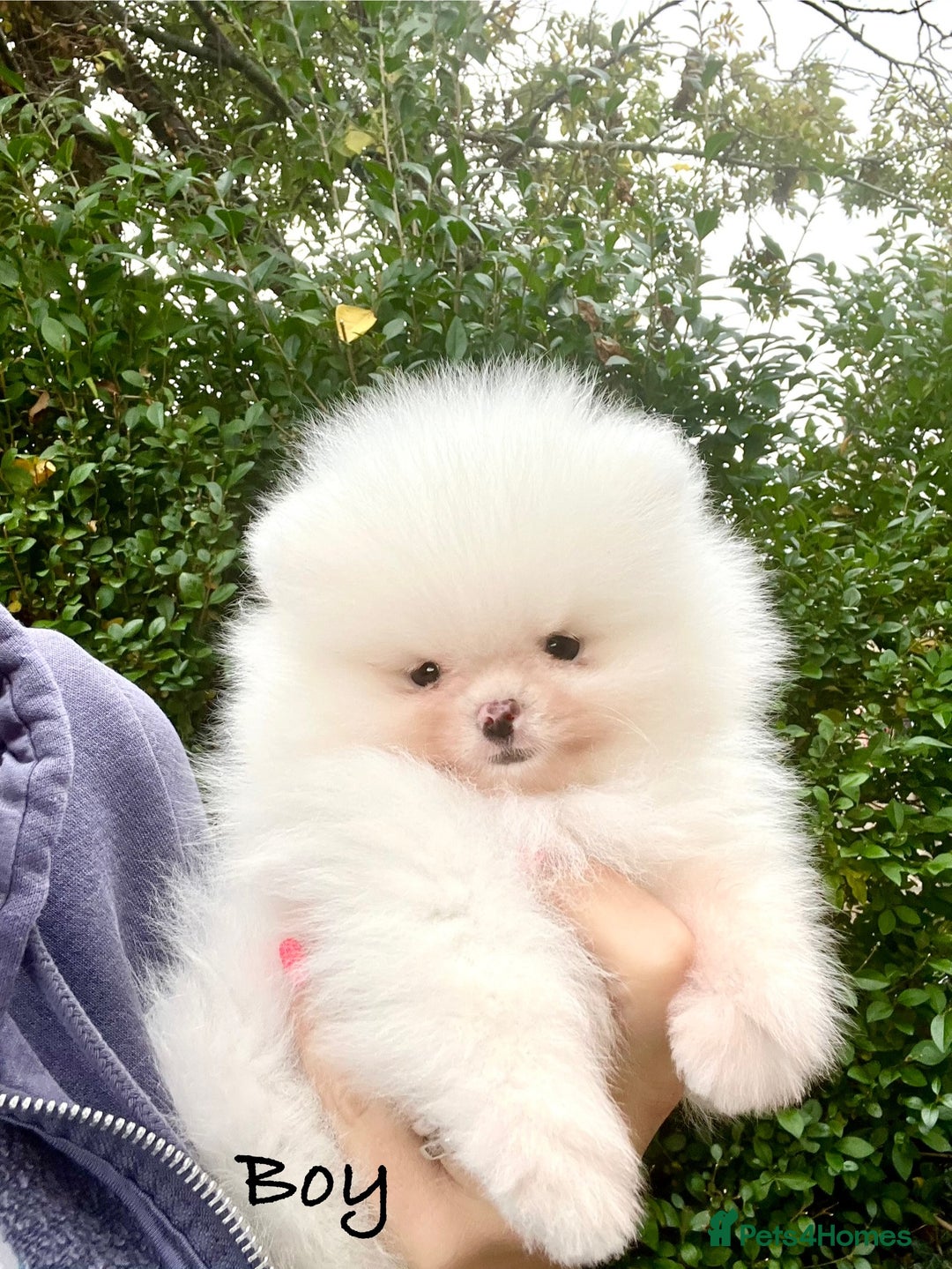 Pomeranian dogs for sale: Teddy face🐼Top quality🏆Very Tiny  - Image 5