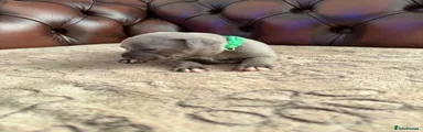Staffordshire Bull Terrier 3