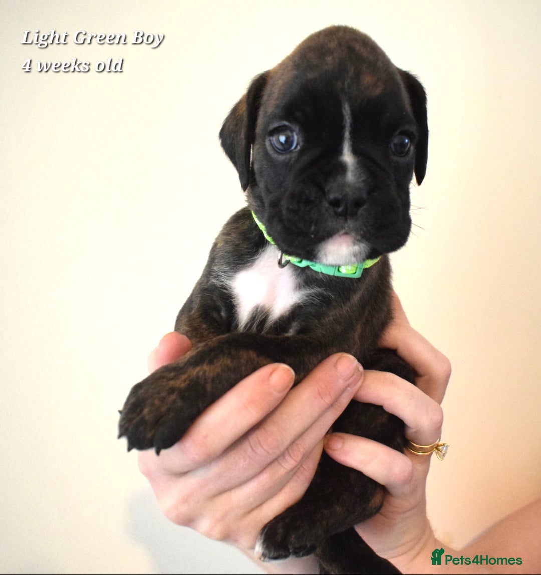 Boxer dogs for sale: 9 Beautiful Boxer Pups - Available from 22/12/2025 - Advert 4