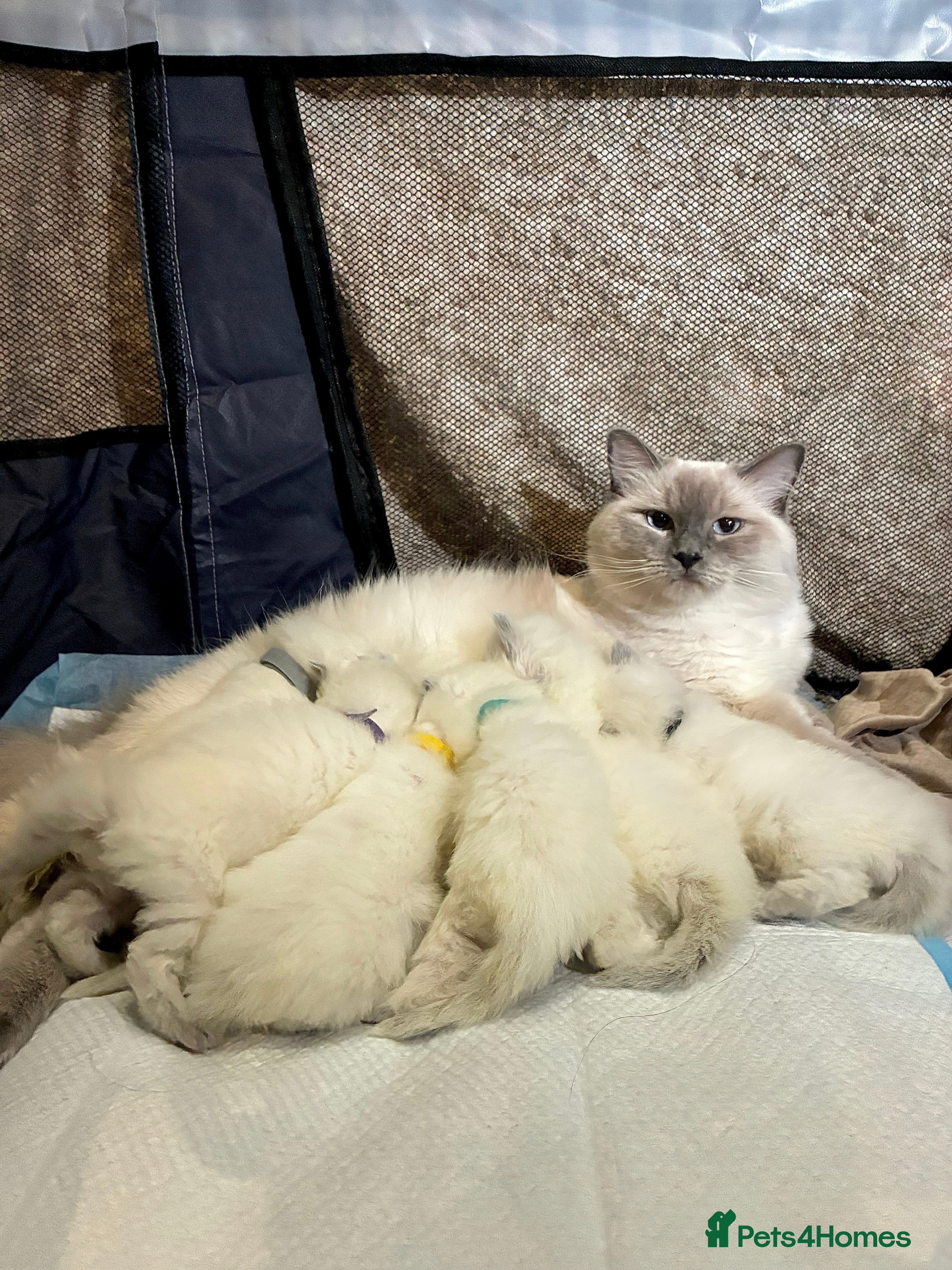 Ragdoll cats 💗 6 Beautiful Ragdoll Kittens - GCCF Parents 💗 - Advert 4