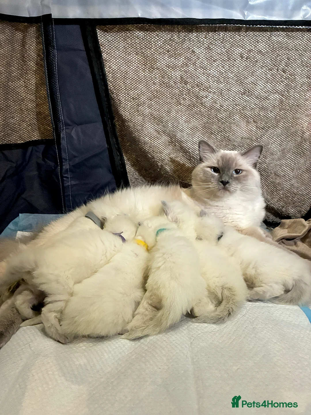 Ragdoll cats for sale: 💗 6 Beautiful Ragdoll Kittens - GCCF Parents 💗 - Advert 1