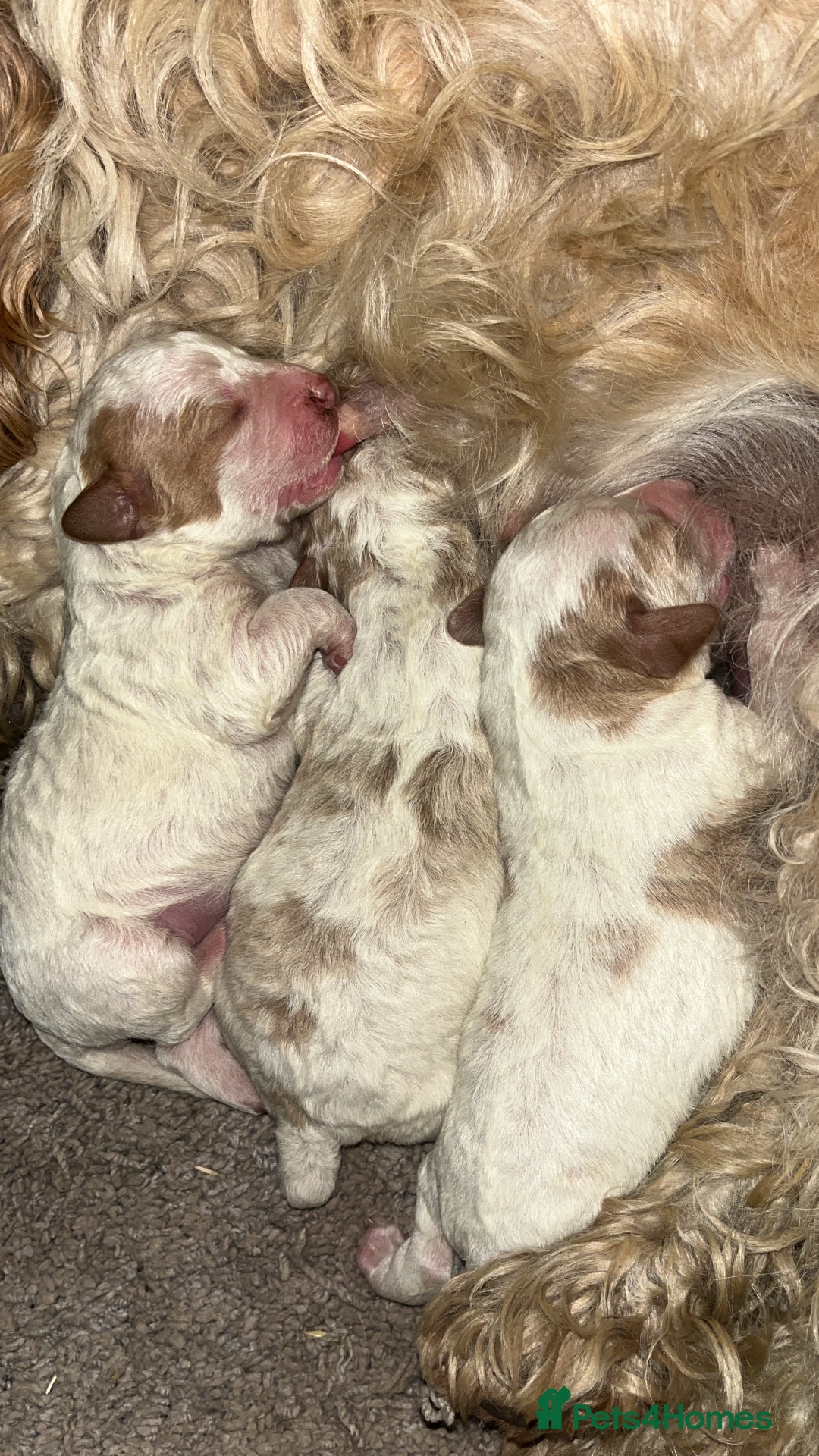 Cavapoo dogs for sale: Cavapoo puppy’s for sale  - Advert 4