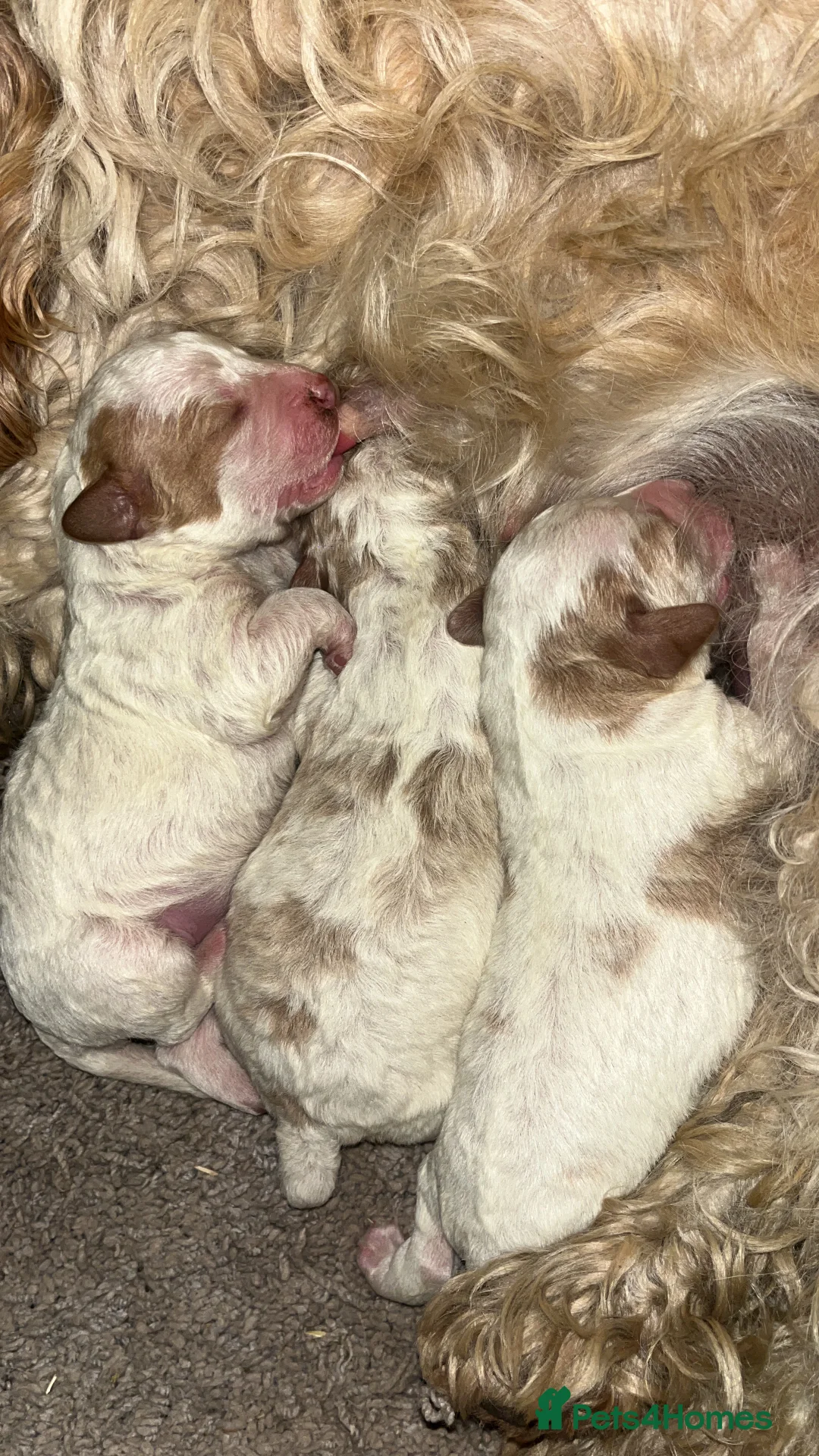 Cavapoo dogs for sale: Cavapoo puppy’s for sale  - Advert 4