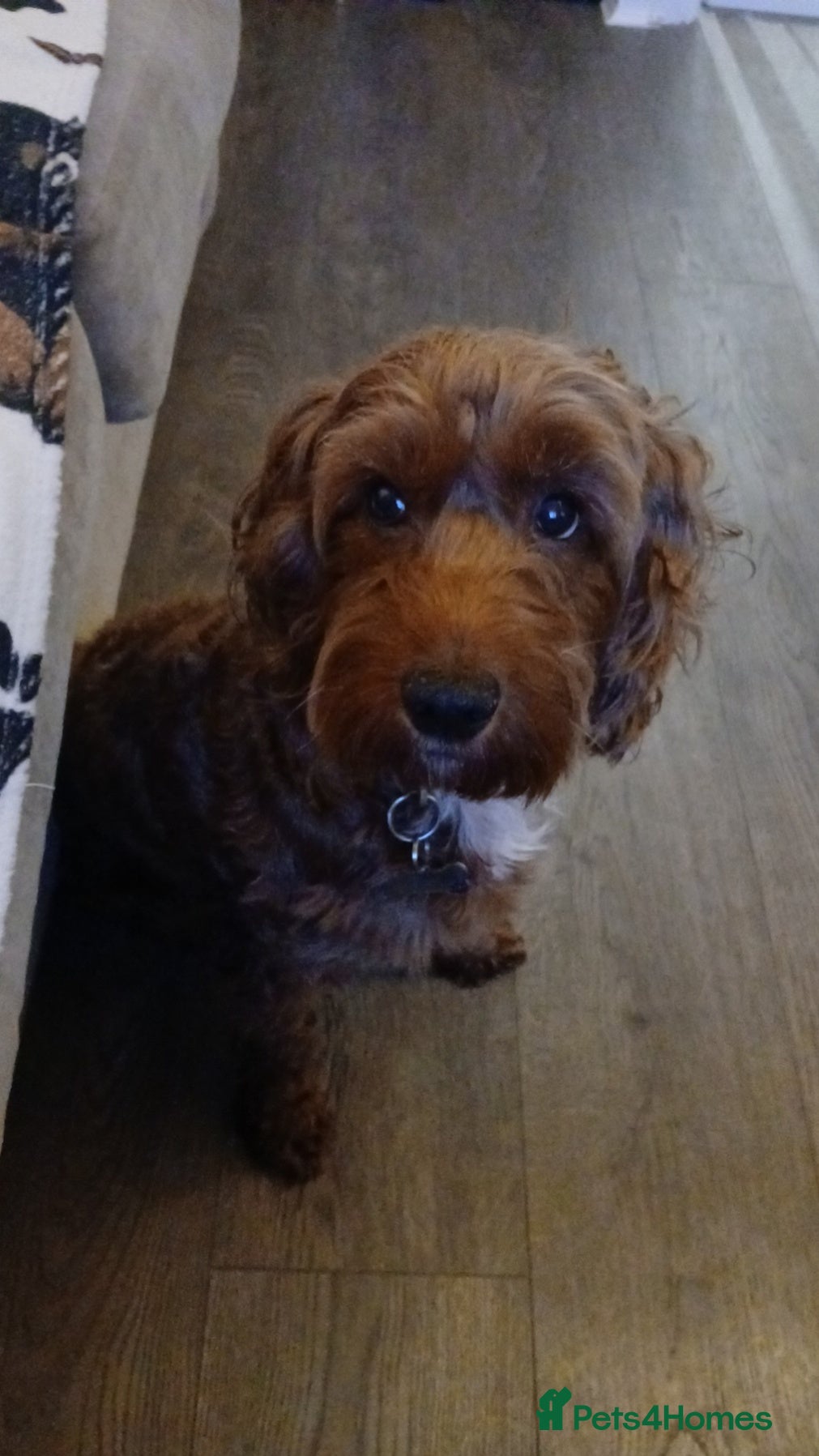 Cockapoo dogs 8 year old miniature cockapoo (Free) - Advert 4