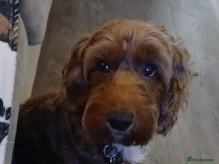 Cockapoo dogs 8 year old miniature cockapoo (Free) - Advert 1