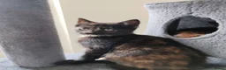Mixed Breed cats for sale: ❤️❤️❤️ Four adorable kittens ❤️❤️❤️  - Advert 18