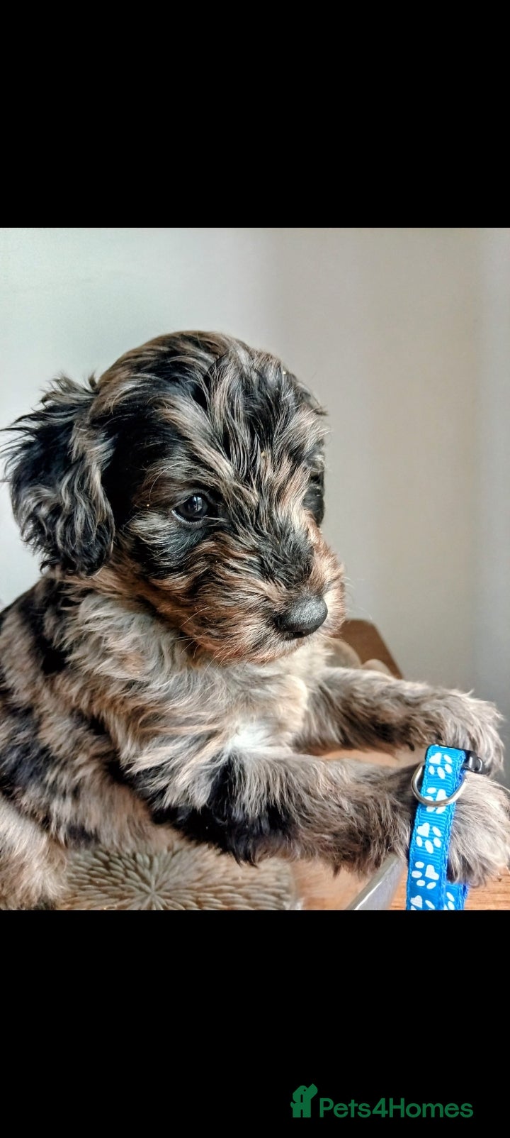 Mini Goldendoodle dogs Big REDUCTION MINI Goldendoodle  - Advert 2