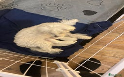 Maltese dogs for sale: Maltese Girls - Image 3