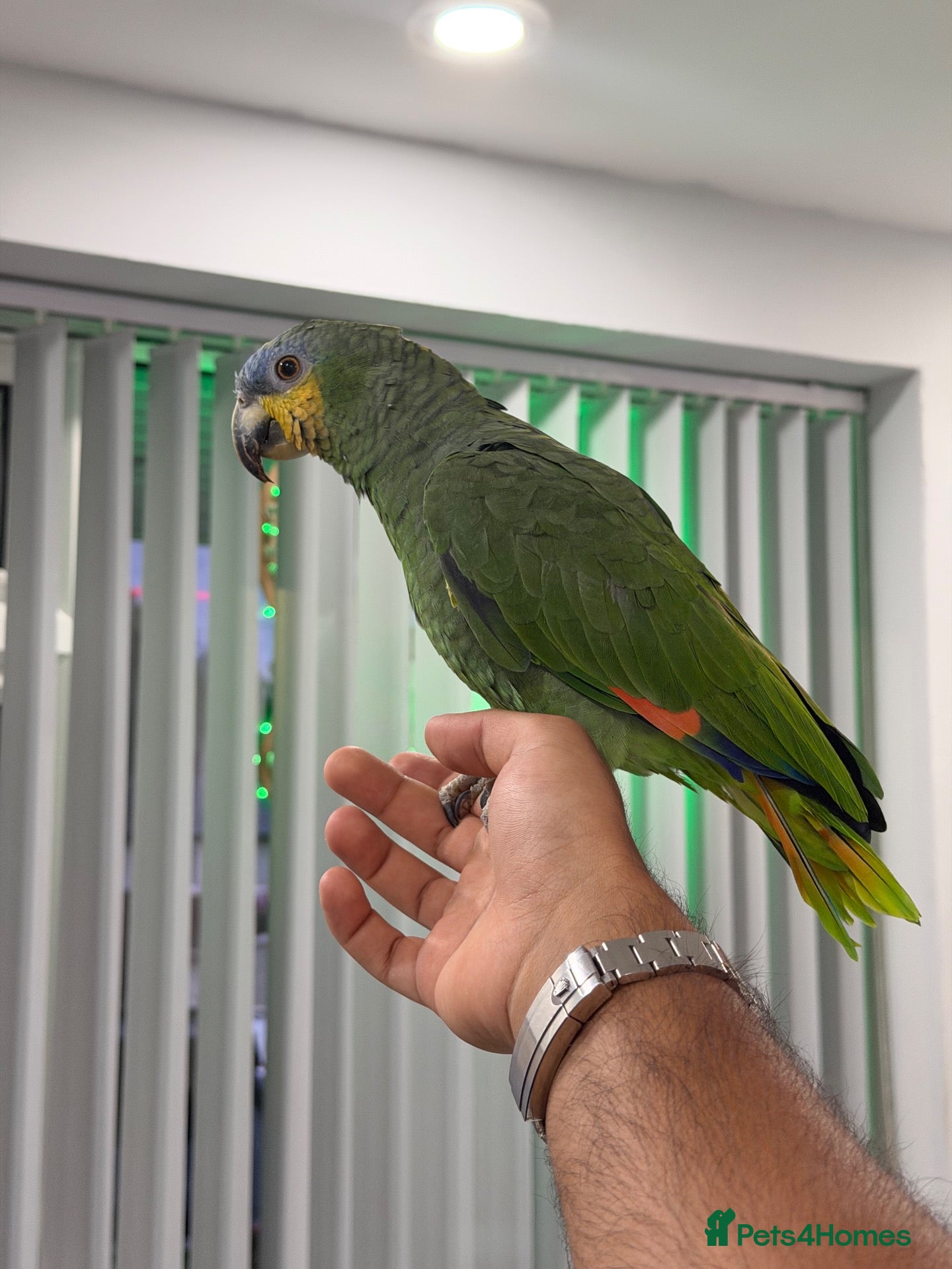 Parrots birds for sale: Blue-Fronted Amazon Parrot - Advert 1