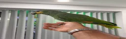 Parrots birds for sale: Orange-Winged Amazon Parrot - Advert 1