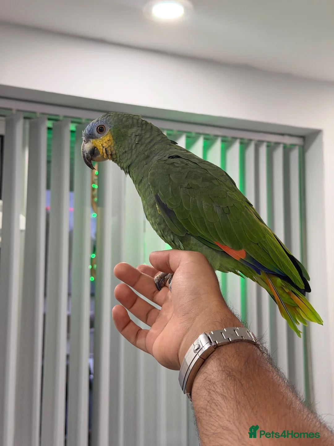 Parrots birds for sale: Orange-Winged Amazon Parrot - Advert 1