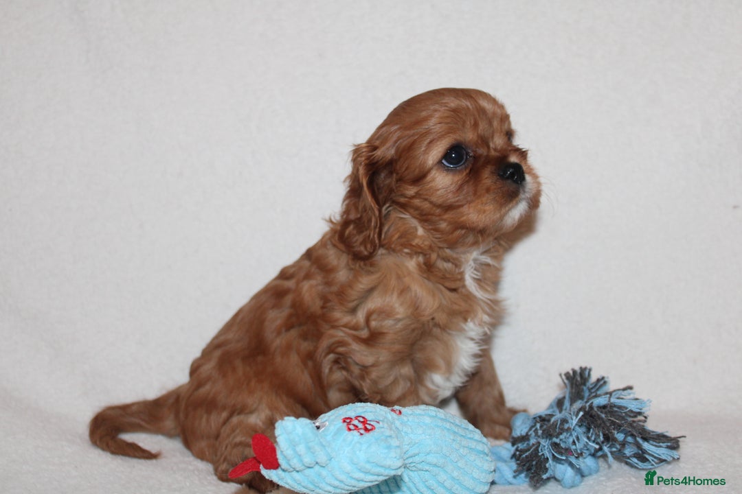 Cavalier King Charles Spaniel dogs for sale: Gorgeous Cavalier King Charles Spaniel puppies - Image 14