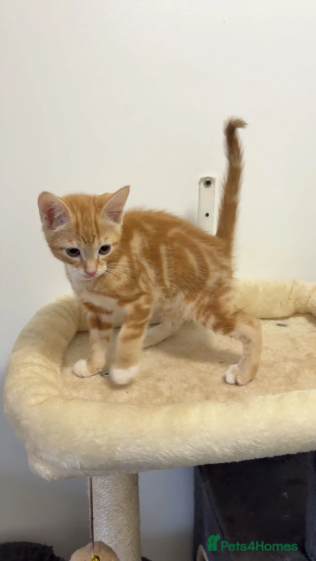 Mixed Breed cats for sale: x4 Mixed breed kittens - Ready to leave! - Advert 2