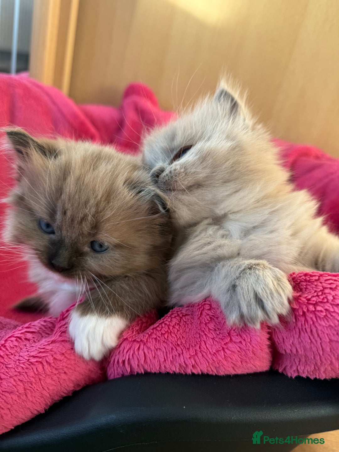 Ragdoll cats for sale: 2 Elegant Champion Bloodline Siblings  - Advert 6