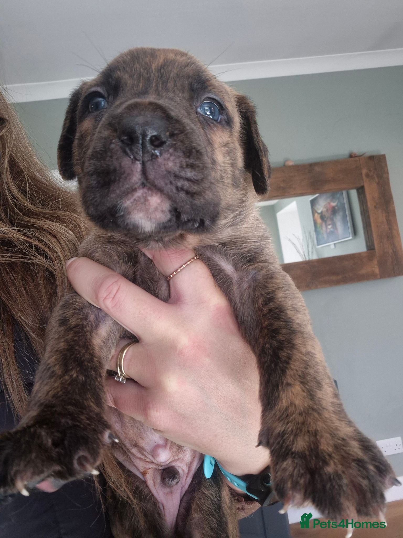Mixed Breed dogs Beautiful Brindle Cane Corso/ Mastiff pups - Advert 2