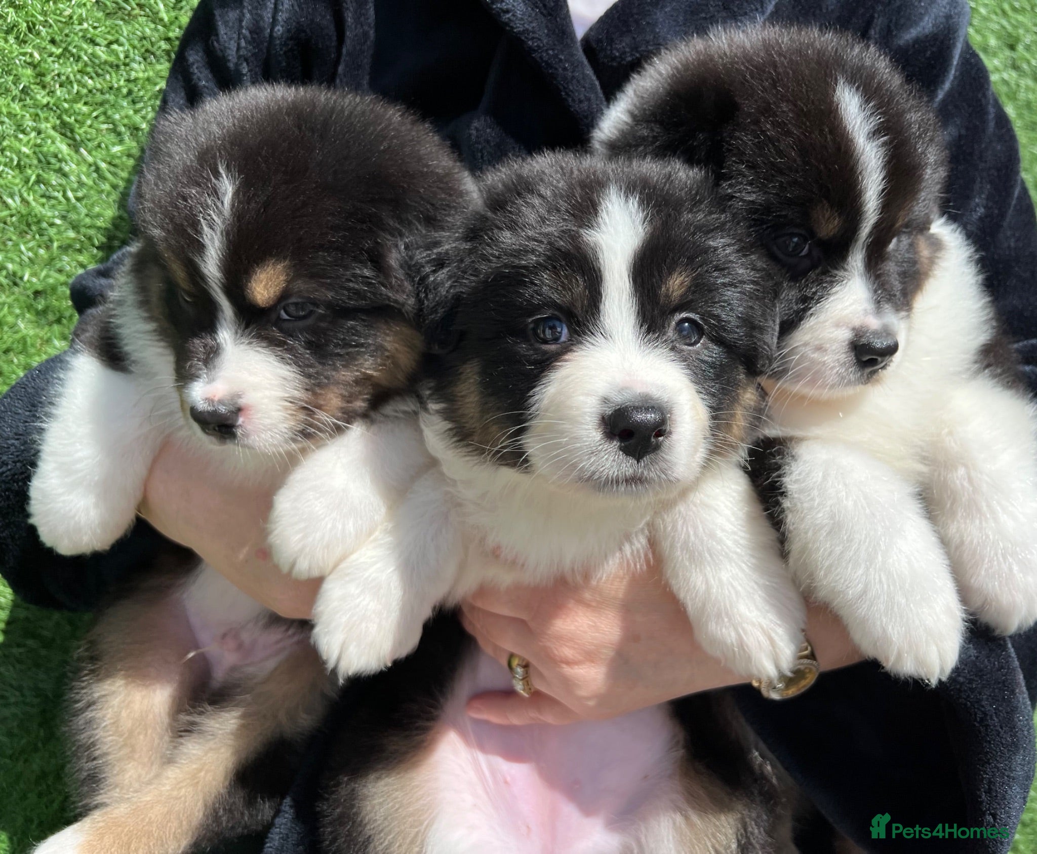 Australian Shepherd dogs Australian Shepherd Puppies  - Advert 2