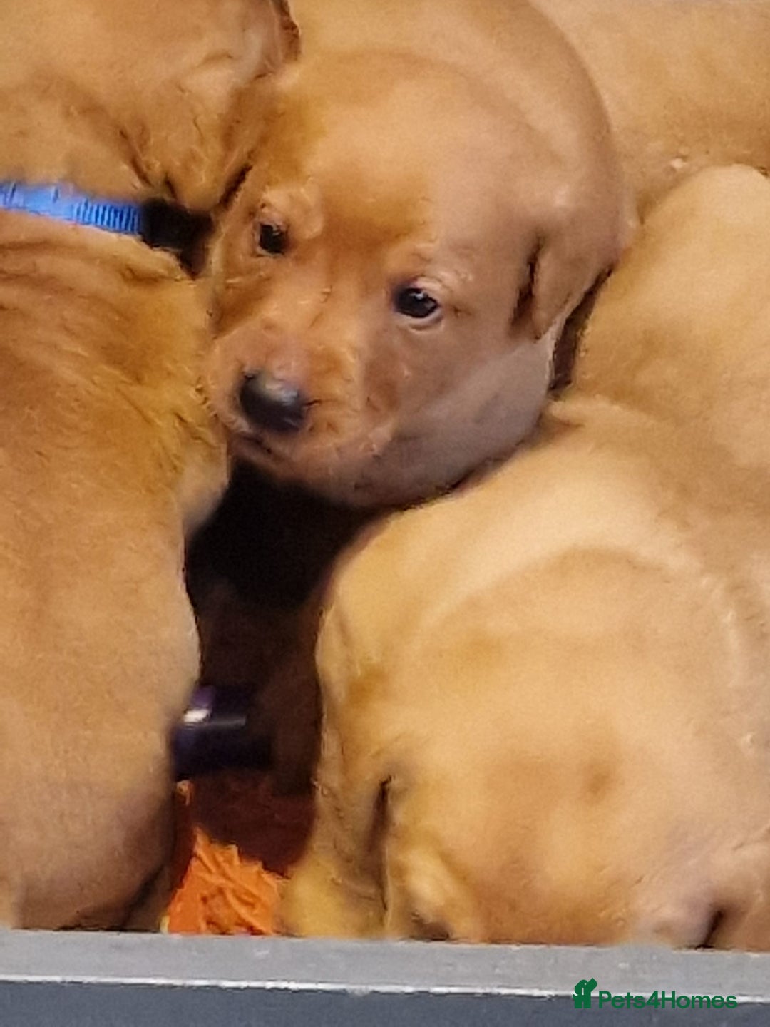 Labrador Retriever dogs for sale: Beautiful fox red puppies  - Advert 14
