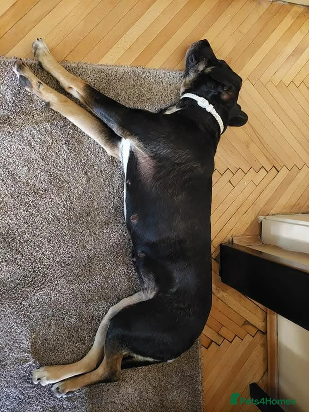 Mixed Breed dogs for adoption: Masha nine years old Macedonian Rescue - Advert 2
