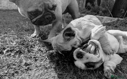 French Bulldog dogs for sale: REDUCED One Gorgeous Boy Frenchie left🐾 - Image 14