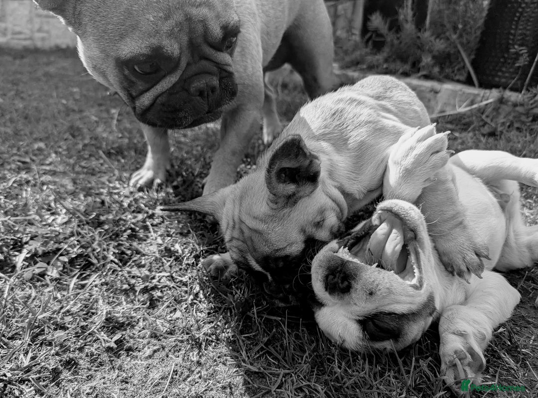 French Bulldog dogs for sale: REDUCED One Gorgeous Boy Frenchie left🐾 - Image 14