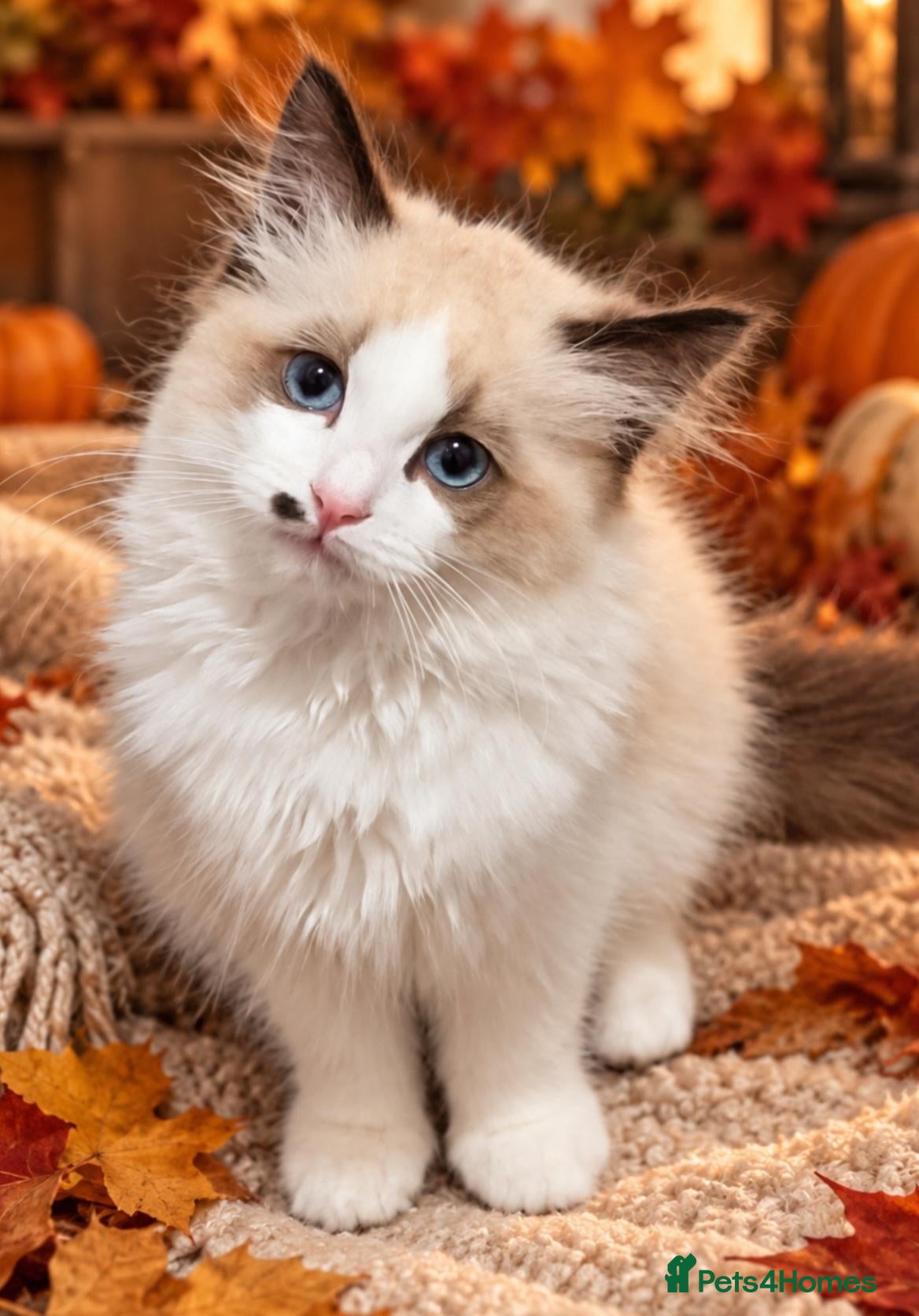 Ragdoll cats for sale: 💙 Beautiful Ragdoll boy looking for the family 💙 - Advert 11