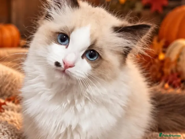 Ragdoll cats for sale: 💙 Beautiful Ragdoll boy looking for the family 💙 - Advert 3