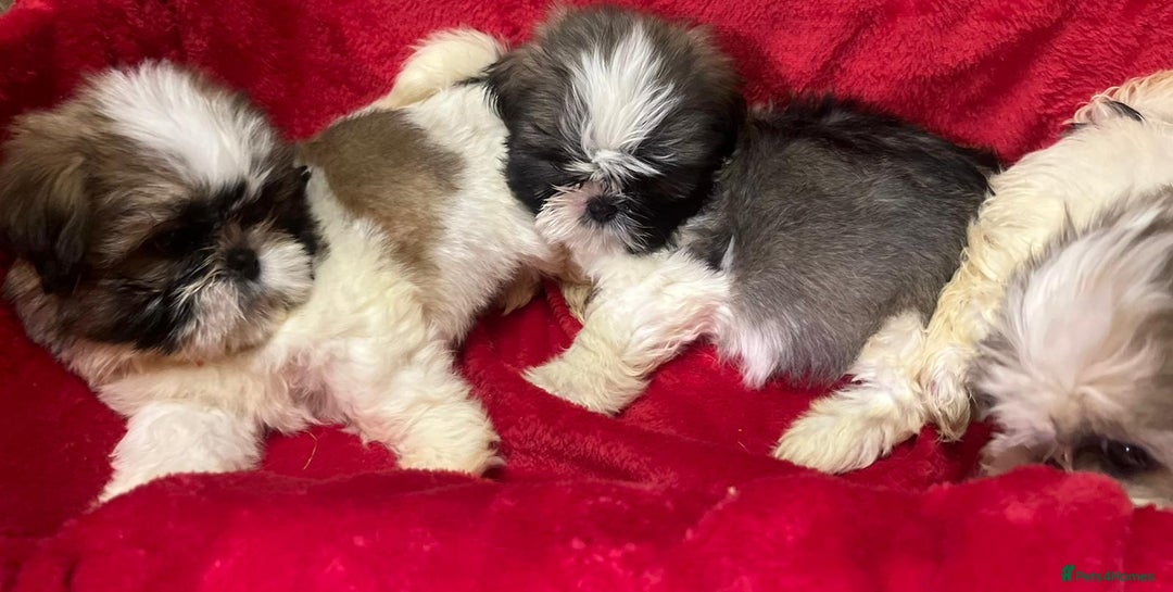 Shih Tzu dogs for sale: Shih Tzu puppy's  - Advert 14