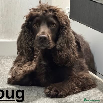 Cocker Spaniel dogs Doug  - Advert 1