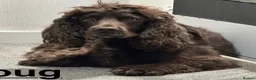 Cocker Spaniel dogs for adoption: Doug  - Advert 1
