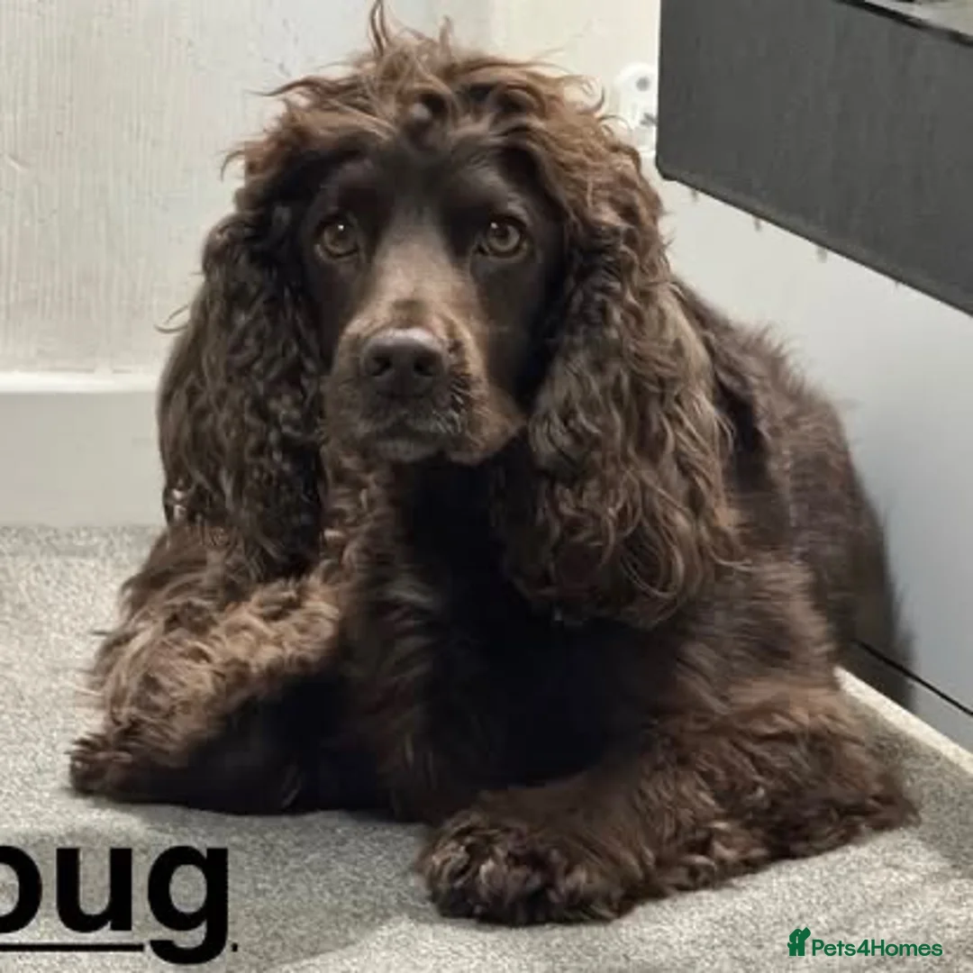 Cocker Spaniel dogs for adoption: Doug  - Advert 1