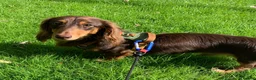 Miniature Dachshund dogs for stud: Long haired Kaneishan daschund stud  - Advert 2