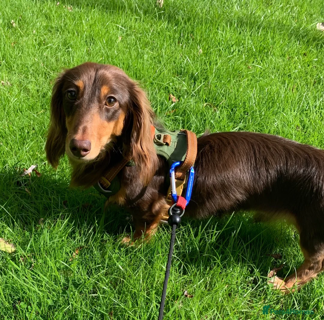 Miniature Dachshund dogs for stud: Long haired Kaneishan daschund stud  - Advert 2