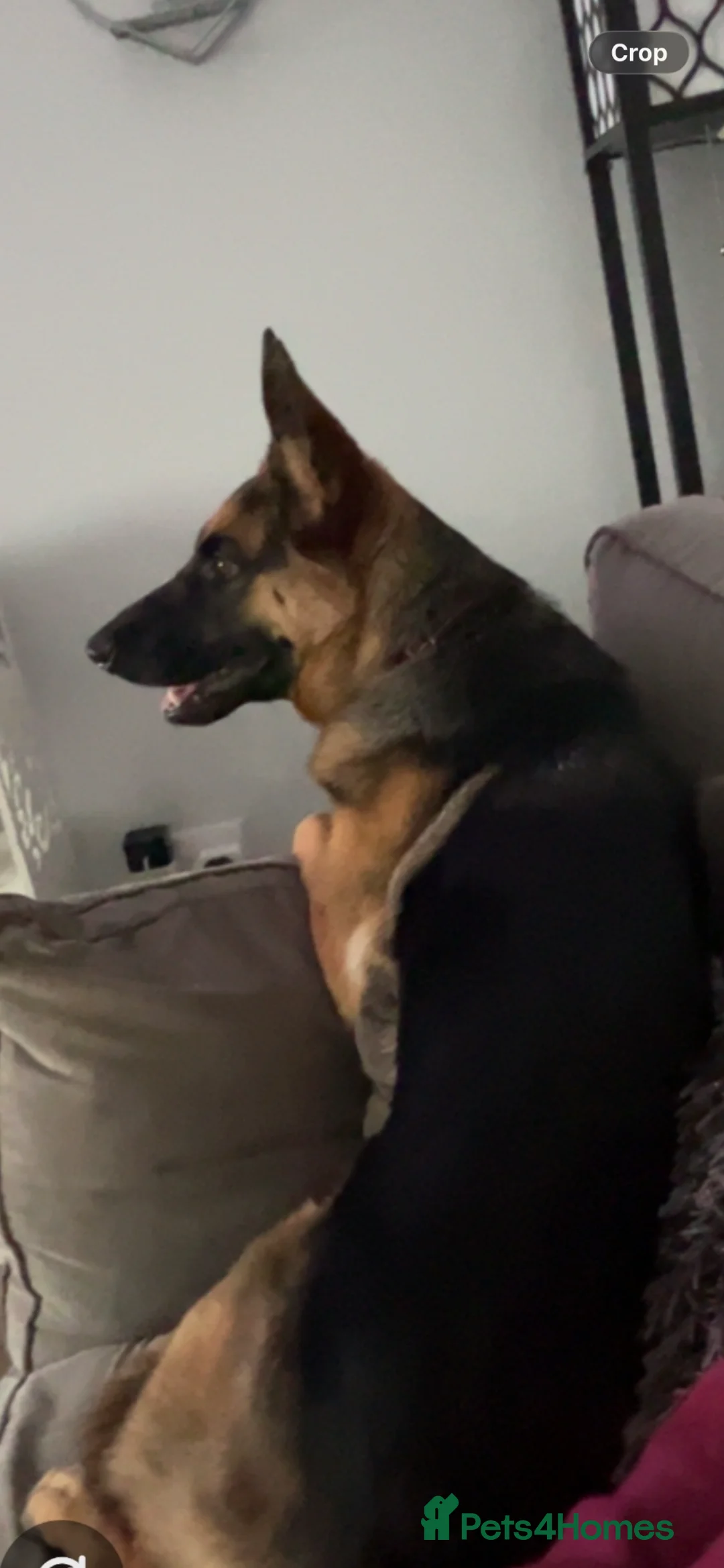 German Shepherd dogs for sale: German shepherd  - Advert 1