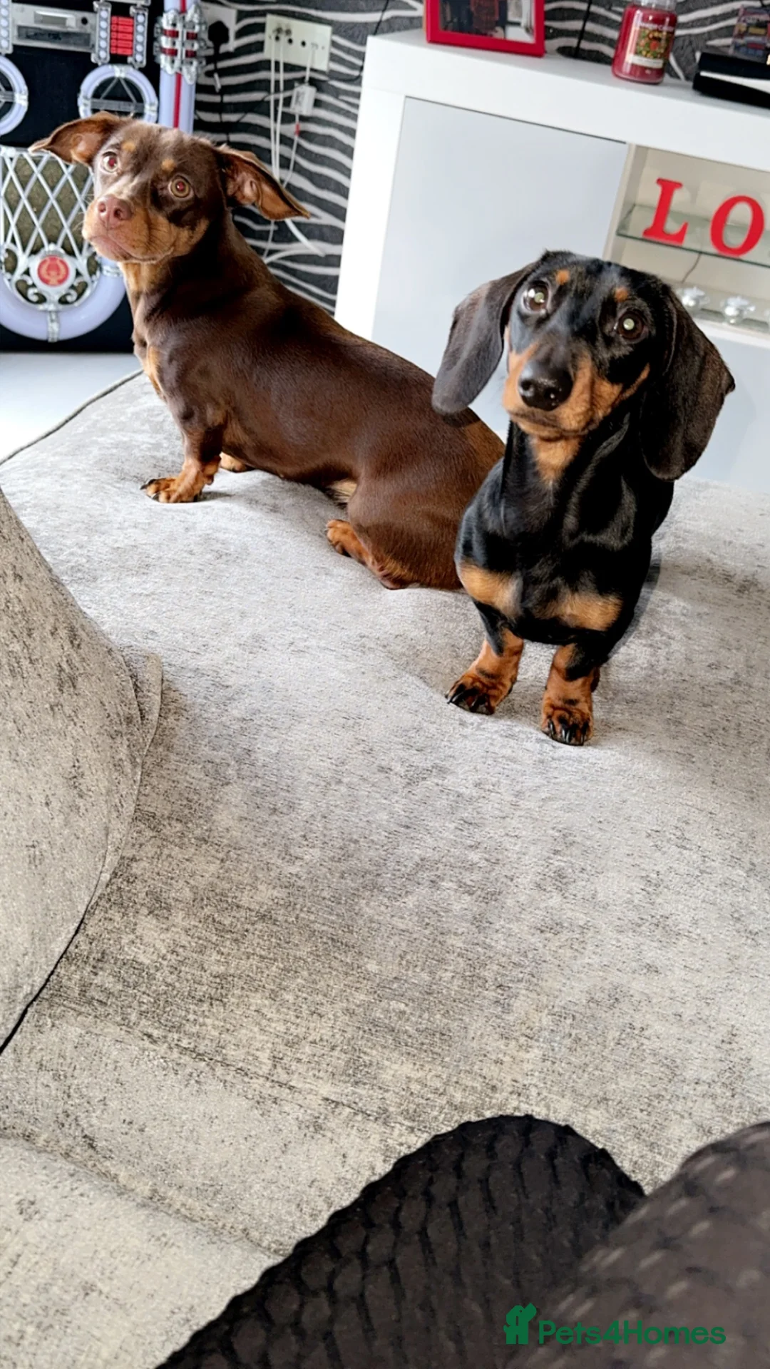 Miniature Dachshund dogs for sale: Miniature dachshund age 2 boy - Advert 2