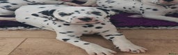 Dalmatian dogs for sale: Ready now - Champion Boys in the making!! - Advert 34