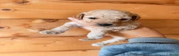 Poochon dogs for sale: Beautiful puppies  - Advert 10