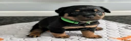 Rottweiler dogs for sale: Rottweiler puppies - Advert 14