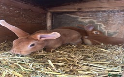Rex rabbits for sale: Red Rex Bunnies for sale 🐰  - Image 3