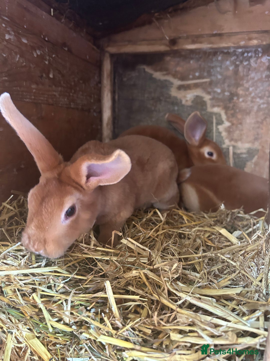 Rex rabbits for sale: Red Rex Bunnies for sale 🐰  - Image 3
