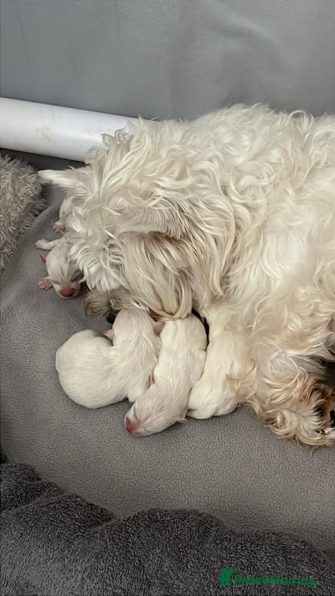 West Highland Terrier dogs for sale: Beautiful Westie puppies  - Advert 3