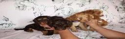 Cockapoo dogs for sale: Beautiful cocker poo puppies available  in Havercroft - Advert 11