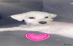 Bichon Frise dogs for sale: Bichon friese - Image 1