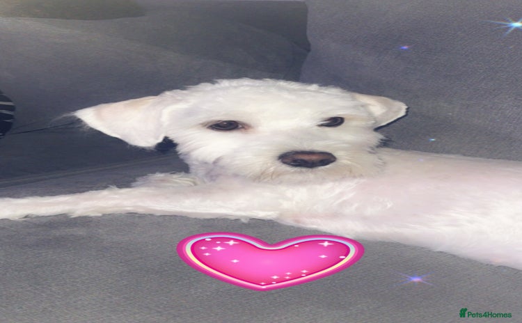 Bichon Frise dogs - Advert 1