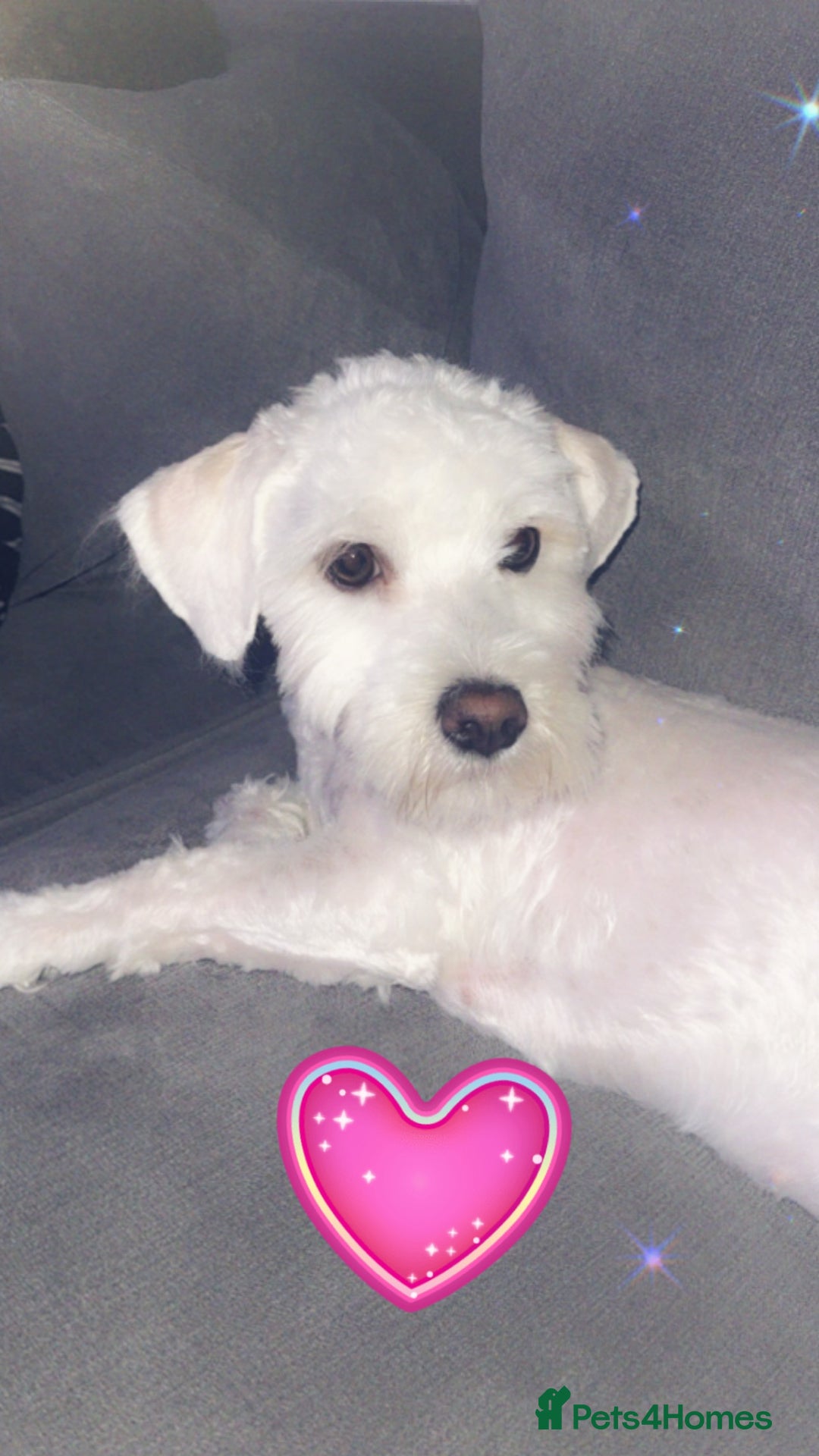 Bichon Frise dogs for sale: Bichon friese - Image 1