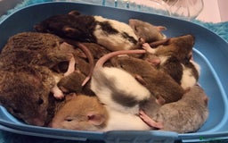 Rat rodents for sale: Baby rats looking for 5*homes only  - Advert 15